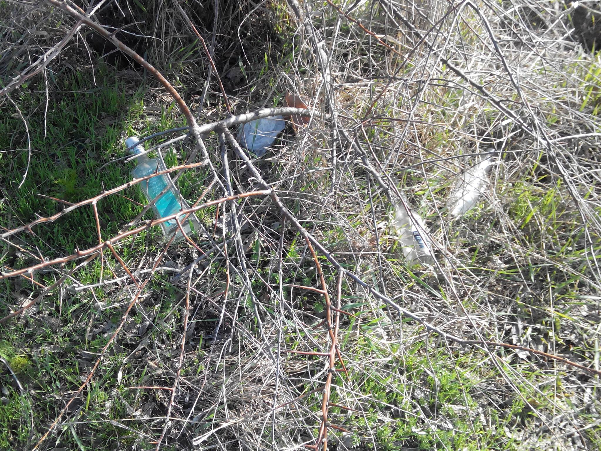 У Миколаєві лебеді злякалипсь смітника у парку та полетіли - фото 4