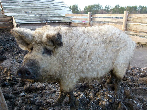 В селі під Києвом живуть кучеряві свині  - фото 1