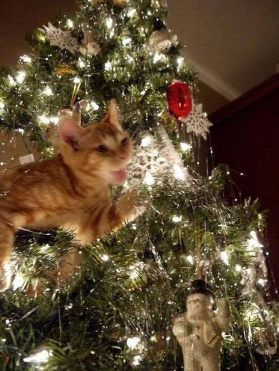 Як коти стають найкращими прикрасами для новорічних ялинок - фото 6