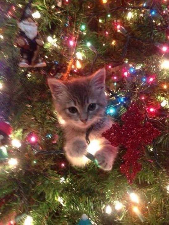 Як коти стають найкращими прикрасами для новорічних ялинок - фото 3
