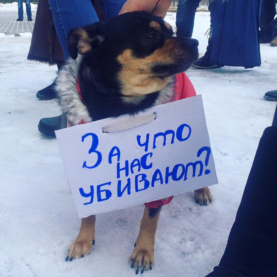 В окупованому Донецьку відбувся мітинг проти відстрілу собак (ФОТО, ВІДЕО) - фото 3