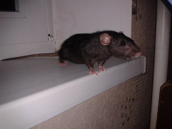 У Миколаєві господарі викинули домашнього пацюка на смітник - фото 1