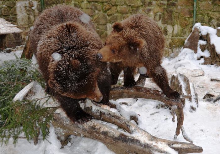 Як розважаються ведмеді на реабілітації у Синевирському парку - фото 5
