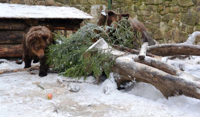 Як розважаються ведмеді на реабілітації у Синевирському парку - фото 4