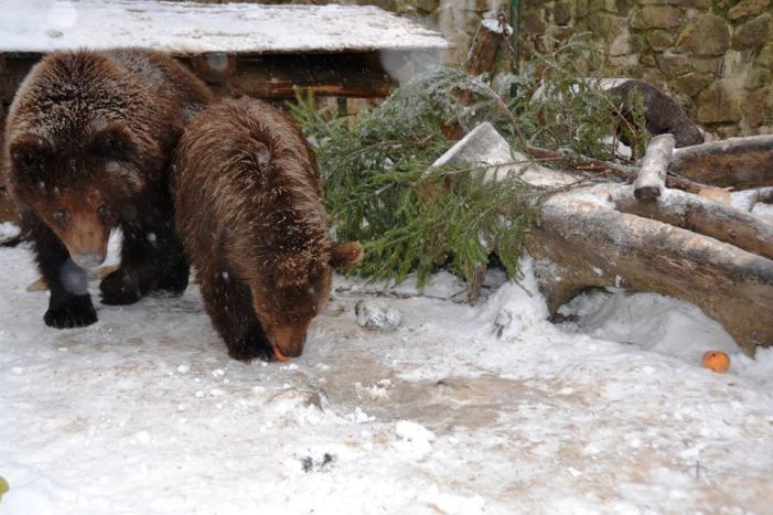 Як розважаються ведмеді на реабілітації у Синевирському парку - фото 3
