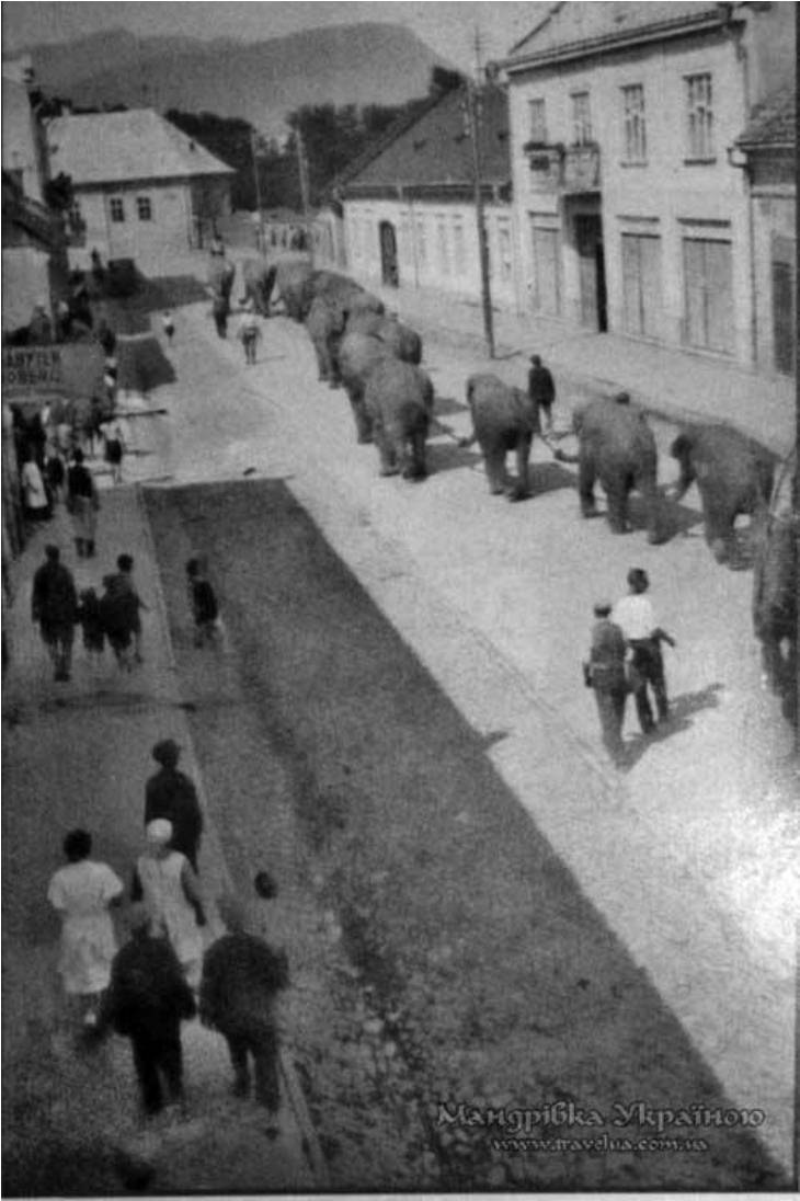Про що думали слони у закарпатському Хусті сто років тому - фото 1