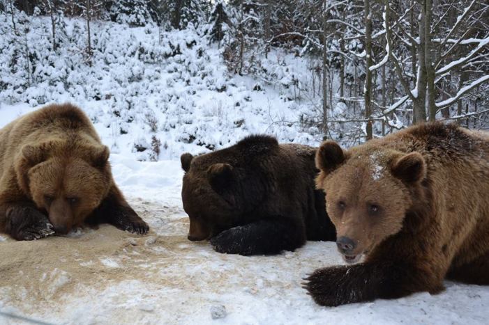 Як розважаються ведмеді на реабілітації у Синевирському парку - фото 1