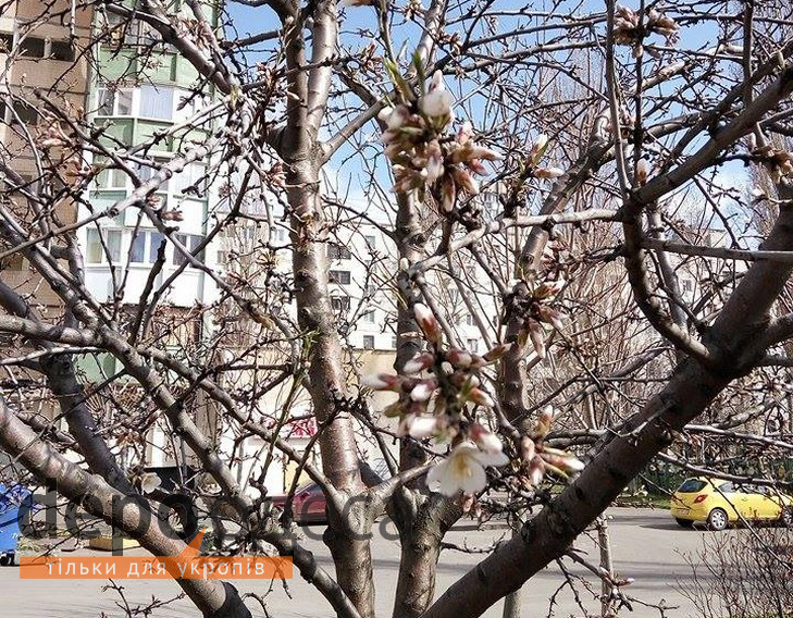 В Одесу прийшла весна, незважаючи на холодну погоду - фото 6