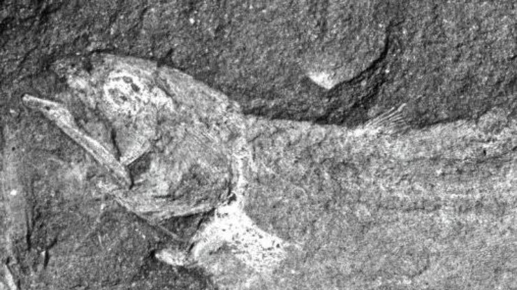 Вчені знайшли рештки "сухопутної" риби віком 360 млн років (ФОТО) - фото 1