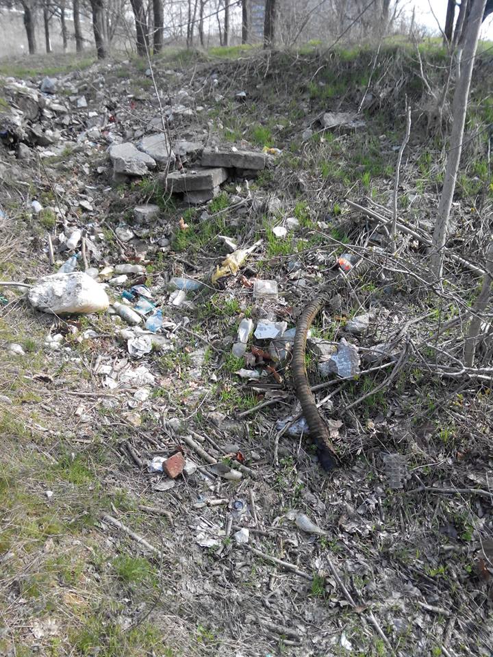 У Миколаєві лебеді злякалипсь смітника у парку та полетіли - фото 3