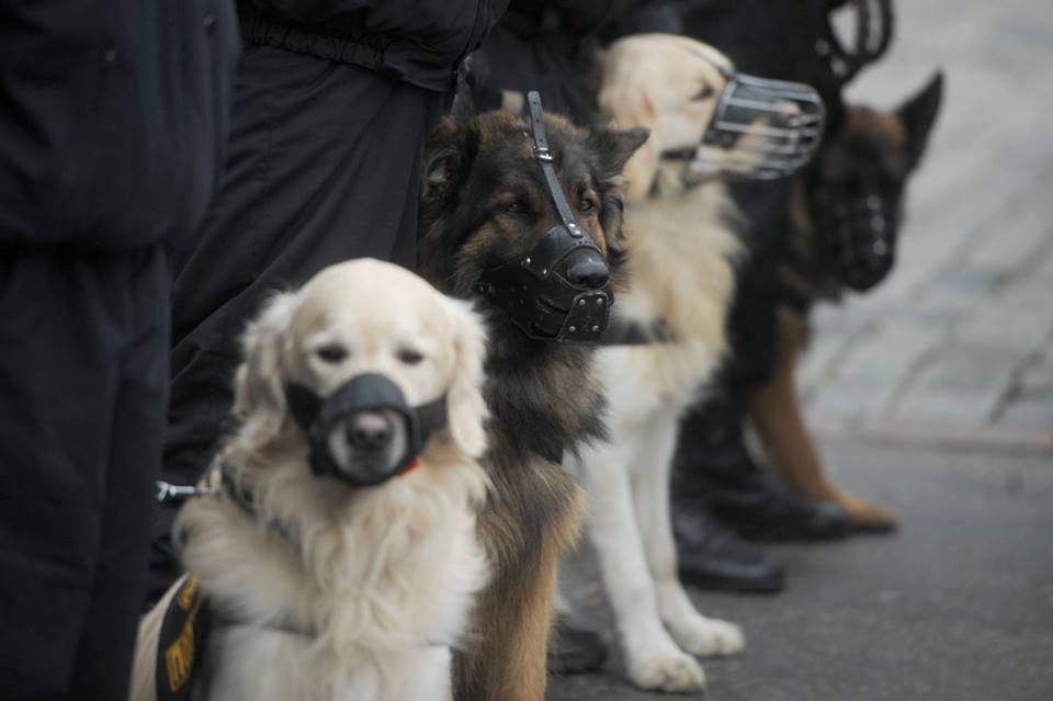 В Україні створили форму для поліцейських... собак - фото 1