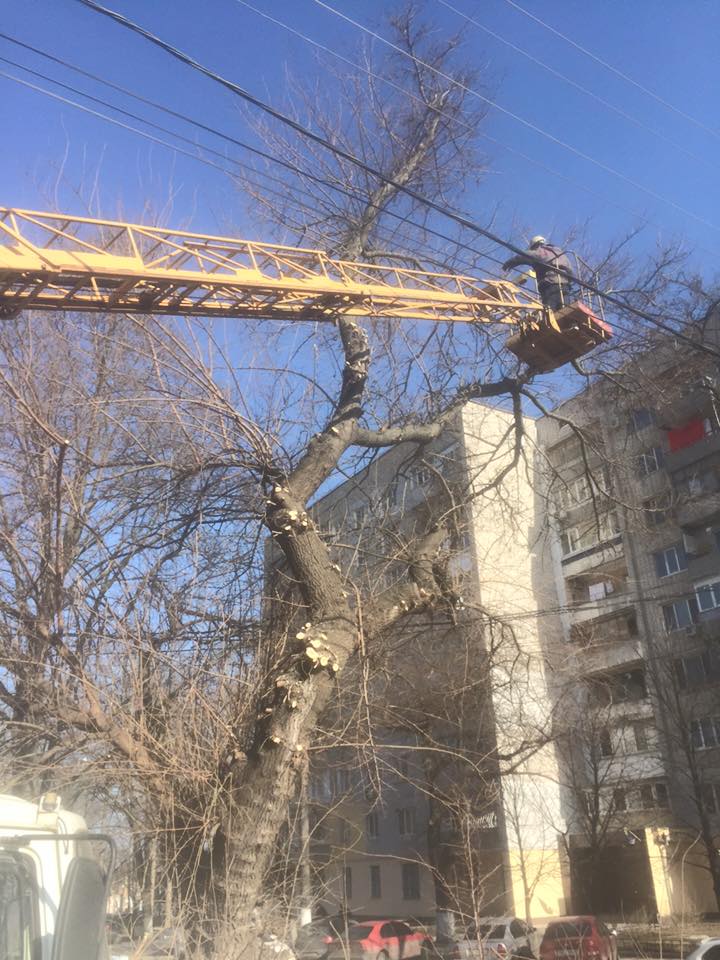 У Миколаєві "Обленерго" понівечило дерева