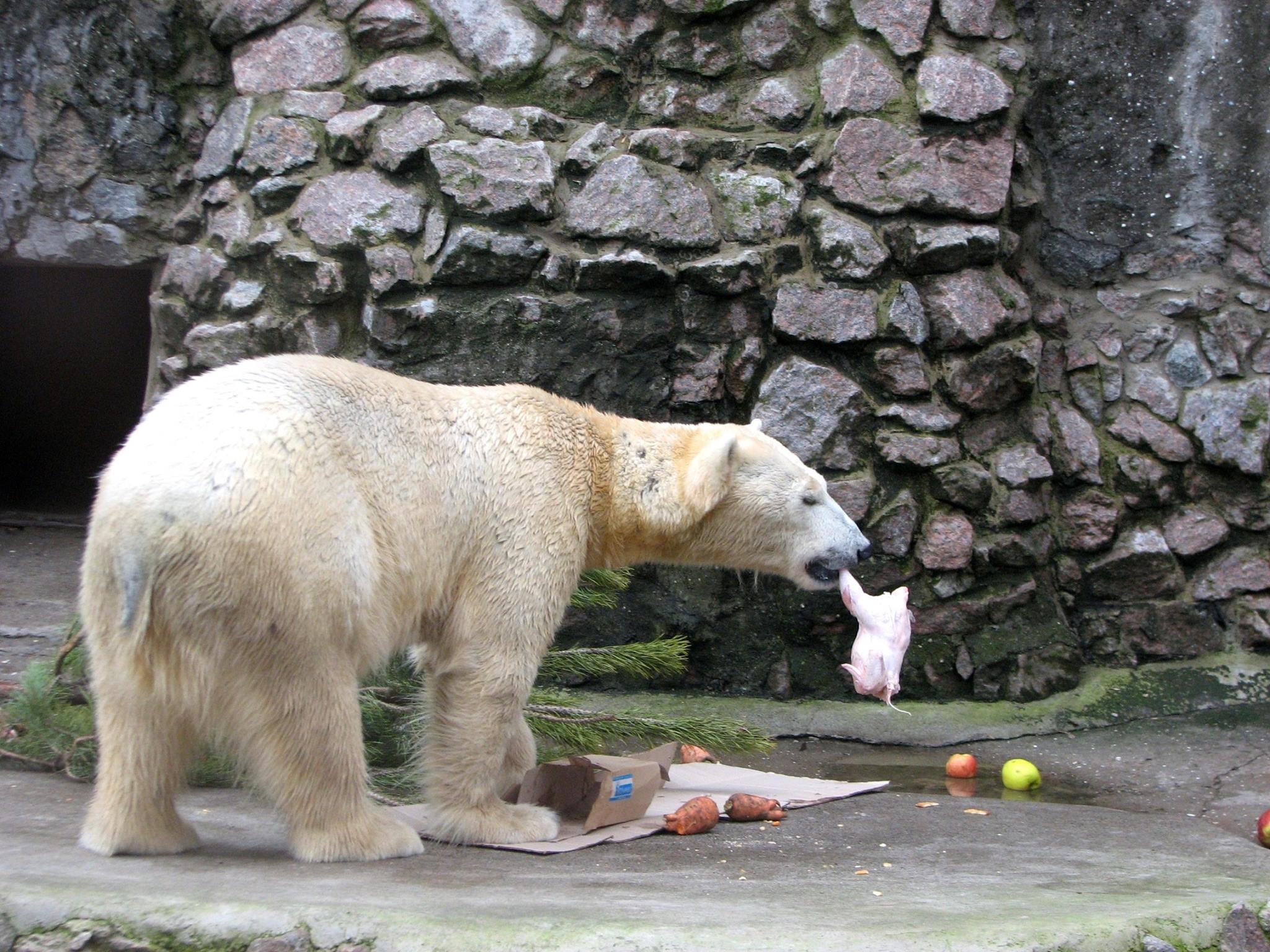 У Миколаївському зоопарку відзначили Міжнародний день білого ведмедя - фото 2