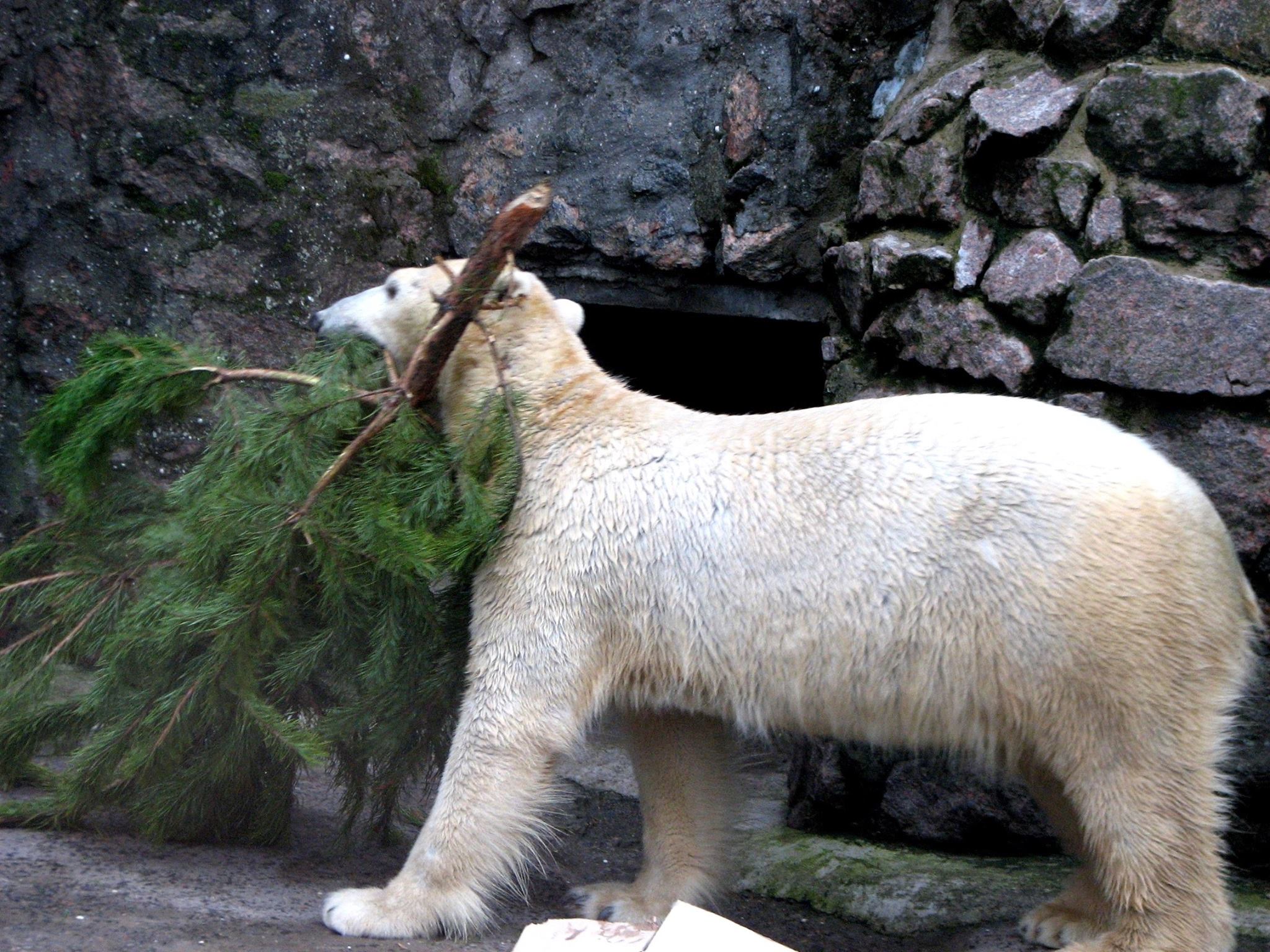 У Миколаївському зоопарку відзначили Міжнародний день білого ведмедя - фото 3
