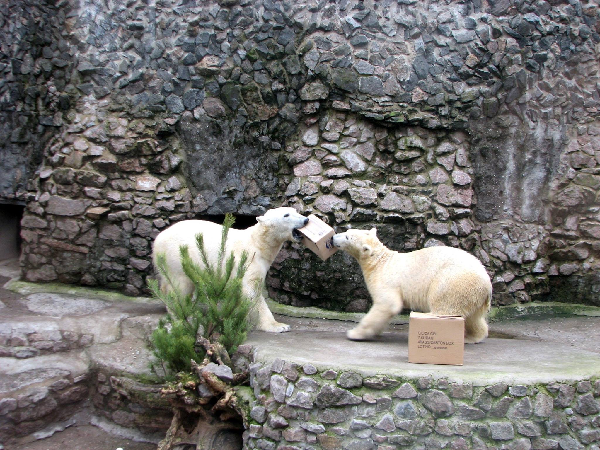 У Миколаївському зоопарку відзначили Міжнародний день білого ведмедя - фото 1