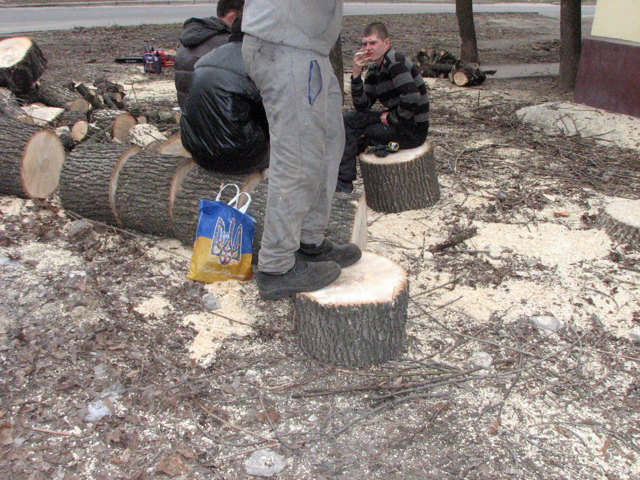 У Миколаєві продовжують пиляти на дрова здорові дерева - фото 2