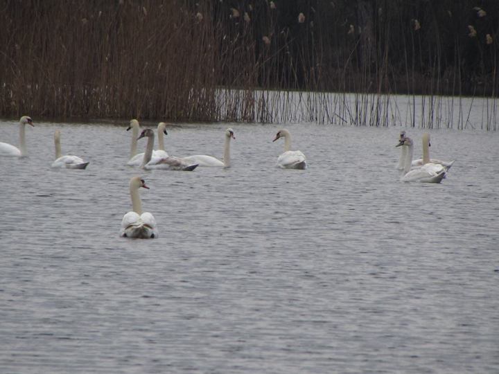 На озерах поблизу Мукачева оселилось кількадесят лебедів - фото 4
