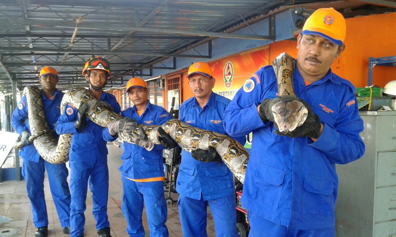 Малазійські робочі знайшли на будівельному майданчику найдовшого в світі пітона - фото 2