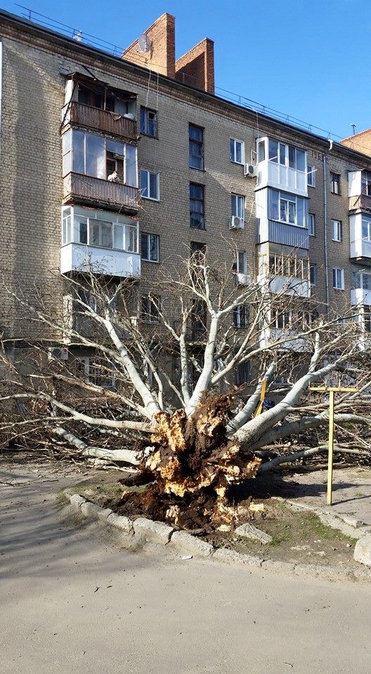 У Миколаєві завалилася тополя: є постраждалі