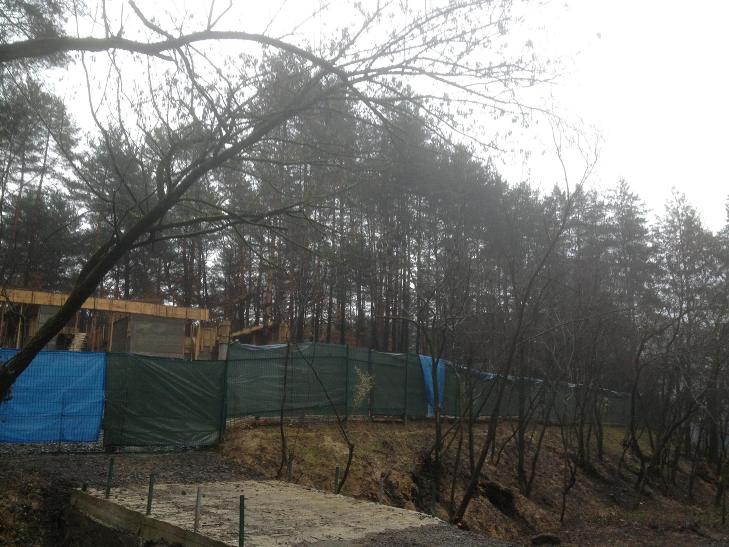 На Ужгородщині під загрозою знищення унікальний сосновий ліс - фото 1