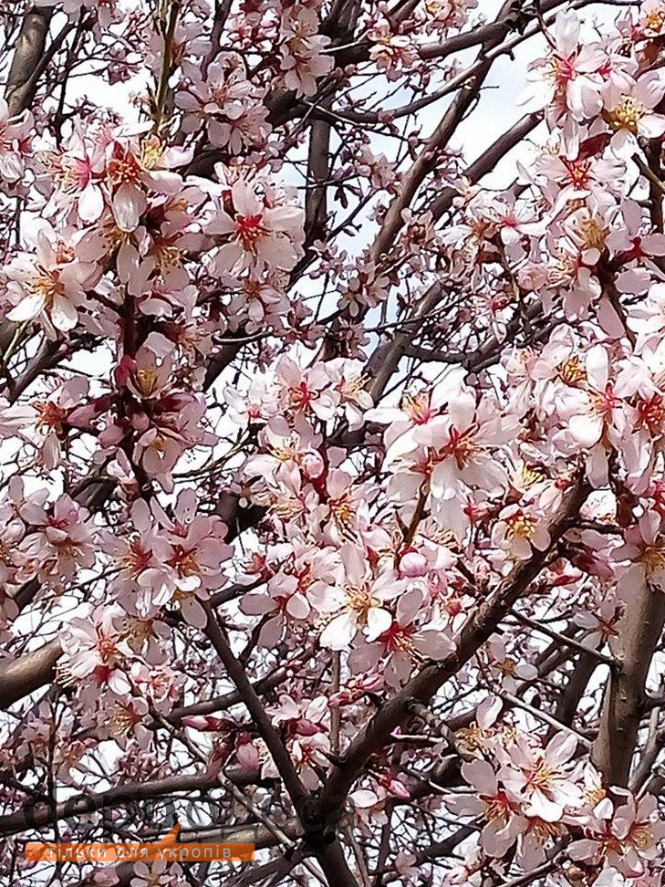 В Одесу прийшла весна, незважаючи на холодну погоду - фото 5