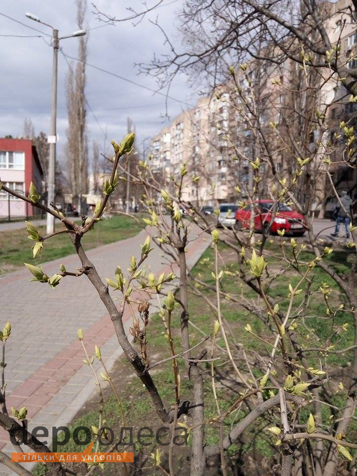 В Одесу прийшла весна, незважаючи на холодну погоду - фото 3