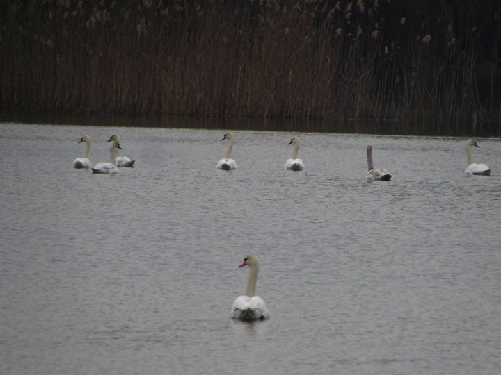 На озерах поблизу Мукачева оселилось кількадесят лебедів - фото 2