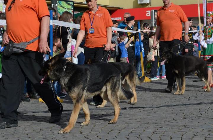 У Мукачево на змагання привезли собак з 21 країни - фото 1