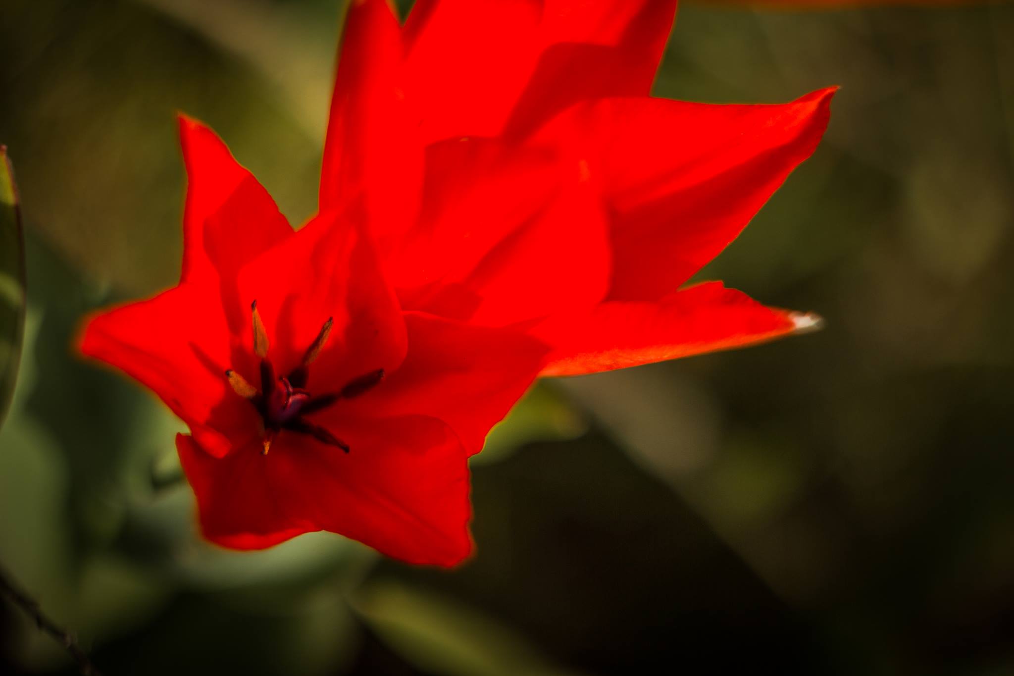 В Одесі зацвіли червонокнижні квіти (ФОТО) - фото 2