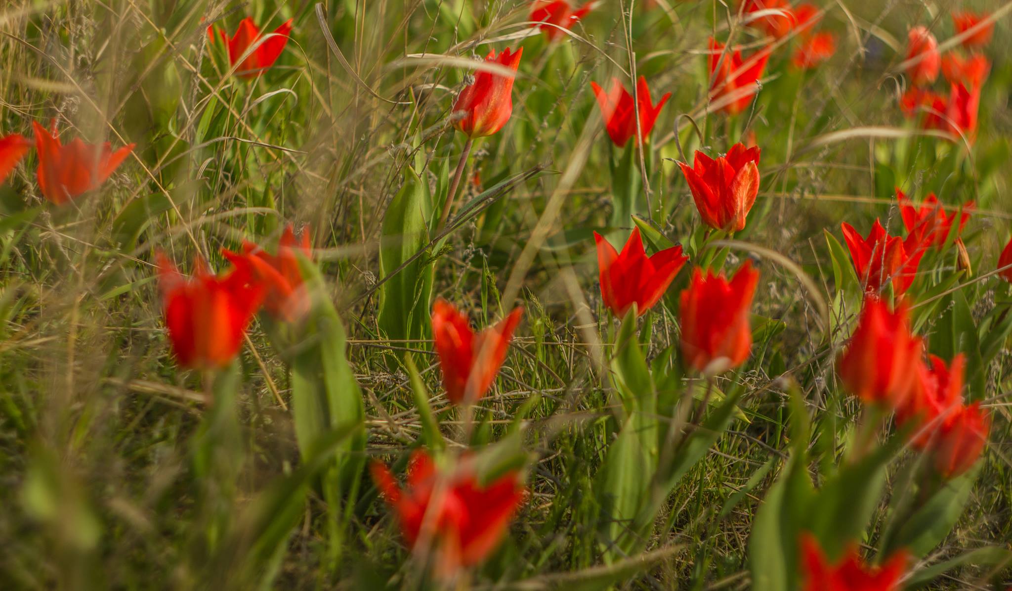 В Одесі зацвіли червонокнижні квіти (ФОТО) - фото 1