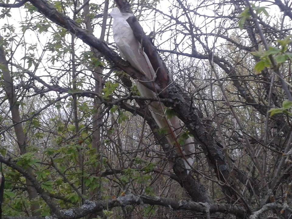 На Донеччині поліція шукала корову, а знайшла гранатомети на деревах (ФОТО) - фото 1