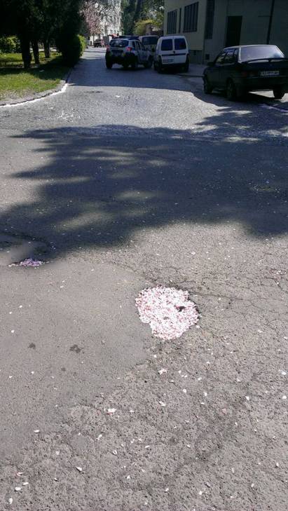 Романтика: В Ужгорді навіть дорожні ями засипані сакуровим цвітом  - фото 1