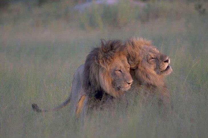Подразник гомофобів: Як виглядають гомосексуальні царі звірів - фото 2