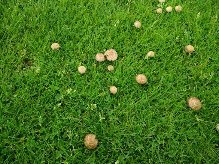 На футбольному полі ужгородської "Говерли" виросли гриби - фото 1