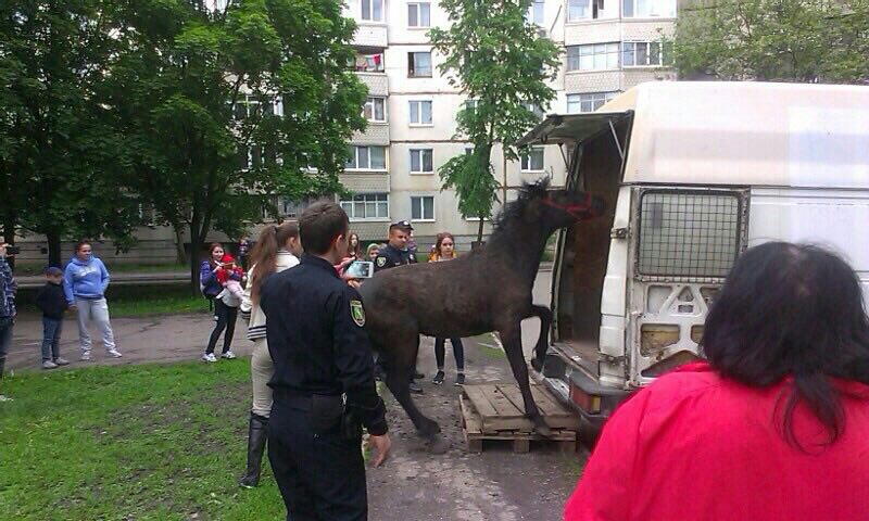 Харківські копи врятували коня, кинутого напризволяще - фото 1