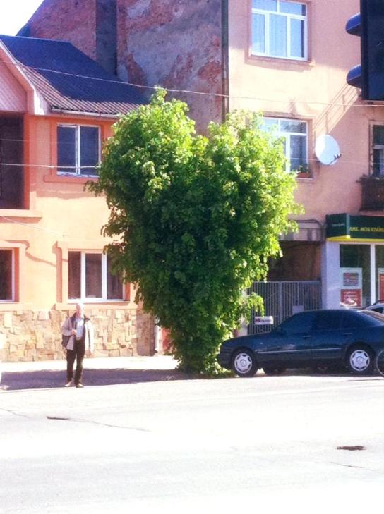 В Ужгороді росте дерево у формі серця - фото 1