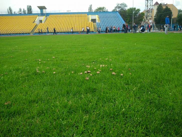 На футбольному полі ужгородської "Говерли" виросли гриби - фото 2