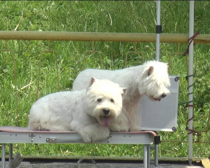 У Запоріжжі відбулась виставка-племогляд породистих собак - фото 3