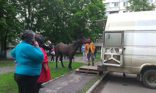 Харківські копи врятували коня, кинутого напризволяще - фото 2