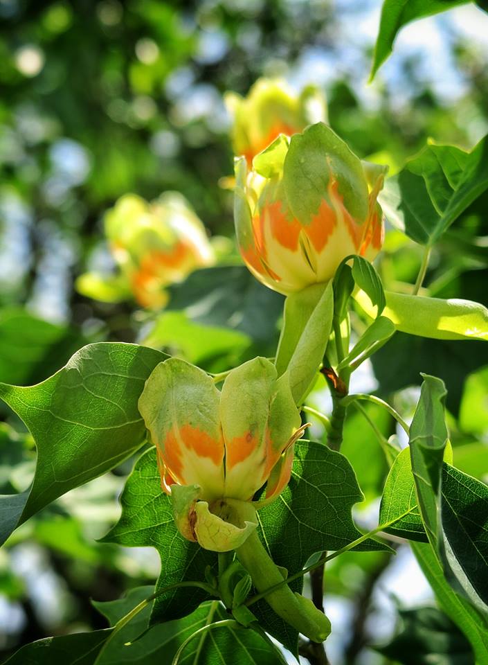 В Ужгороді цвітуть тюльпанові дерева - фото 1