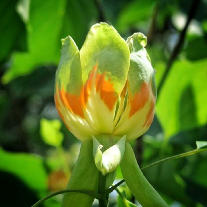 В Ужгороді цвітуть тюльпанові дерева - фото 2