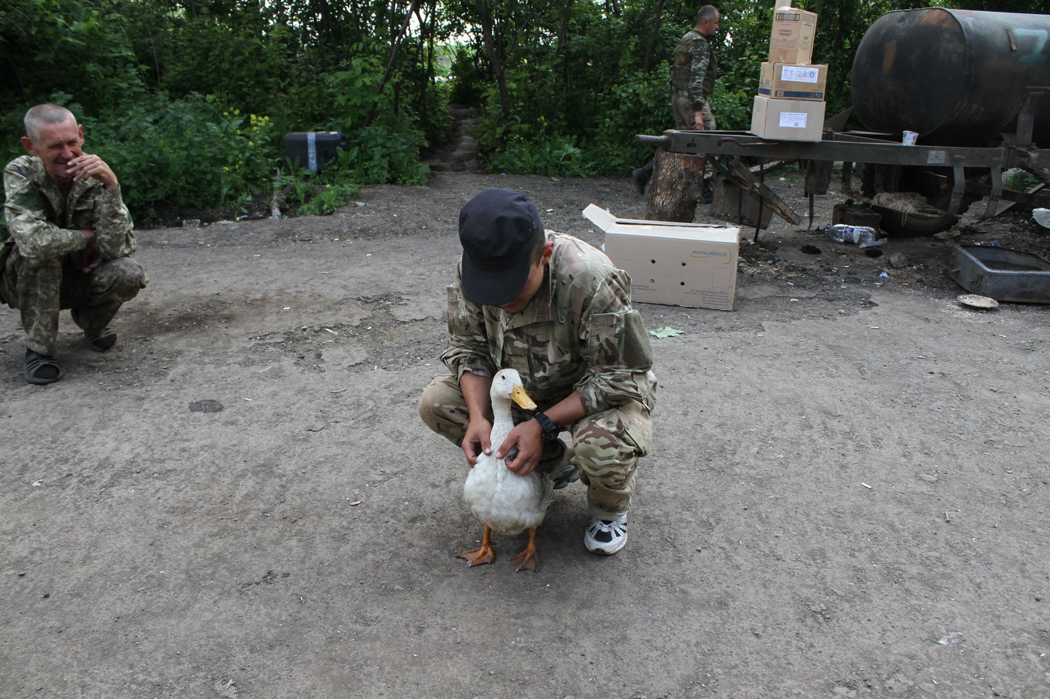 Разом з українськими бійцями на Донбасі несе службу незвичайний качур (ФОТО) - фото 1