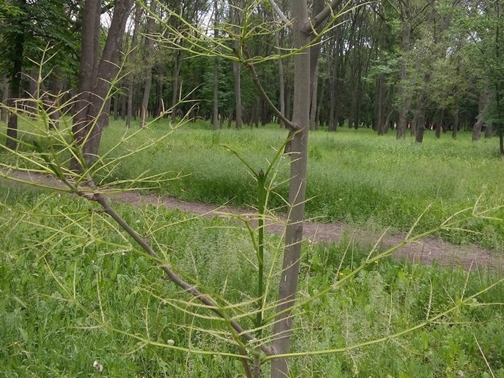 Найбільший парк Кіровограда зжирає гусінь  - фото 1