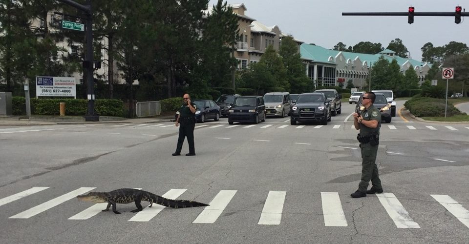 Як алігатор переходив дорогу по "зебрі" у Флориді - фото 1