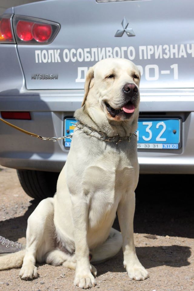 У Дніпрі собака пішов шукати хазяїв до поліцейських - фото 1