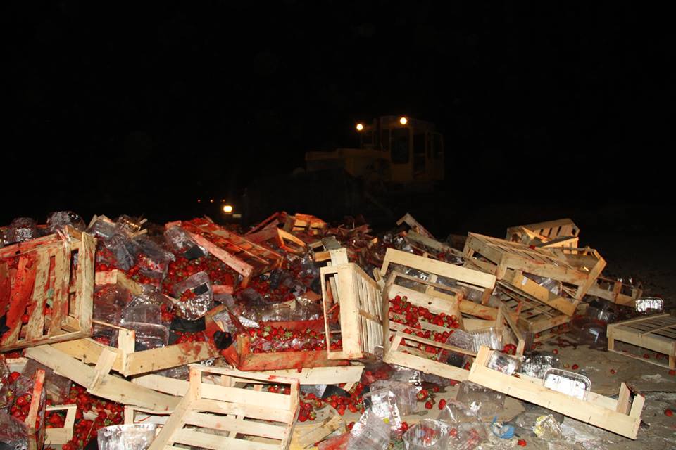На Кубані розчавили 38 тонн "бандерівської" полуниці - фото 3