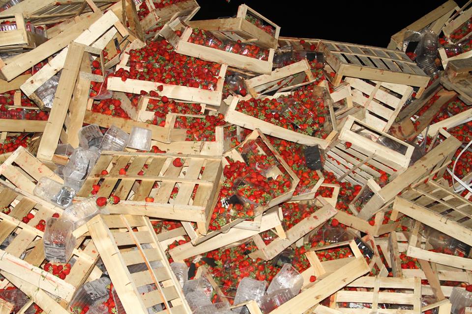 На Кубані розчавили 38 тонн "бандерівської" полуниці - фото 2