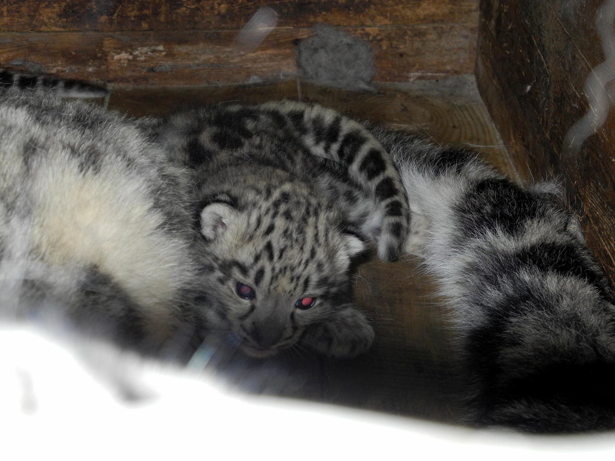 У Миколаївському зоопарку народилися троє барсів