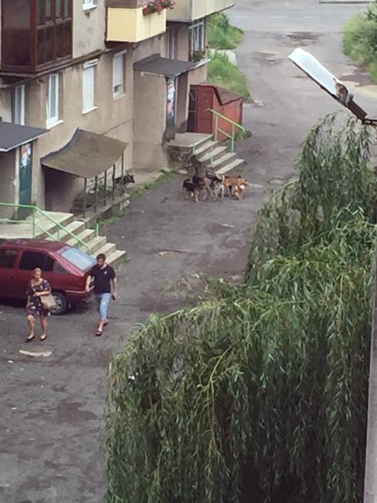 В Ужгороді не виявилося вакцини для покусаної собакою дитини - фото 1