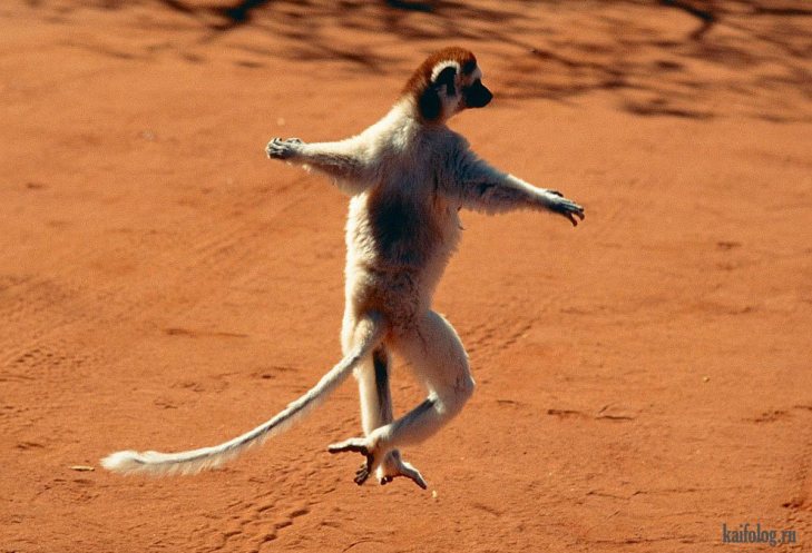 До Міжнародного дня танцю: смішні та зворушливі "па" від тварин - фото 3